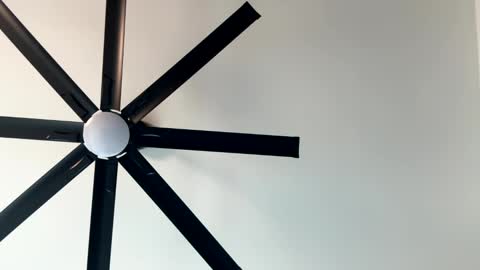 Little Wolfie online show from 11, 1, 2025