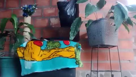 _tarek_ online show from 24, 10, 2025