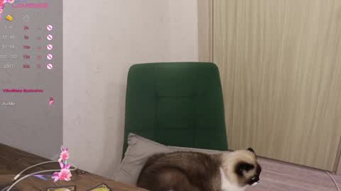 Snapshot of _viv1an_ chatting on 6, 3, 2025 Alis online show from 6, 3, 2025