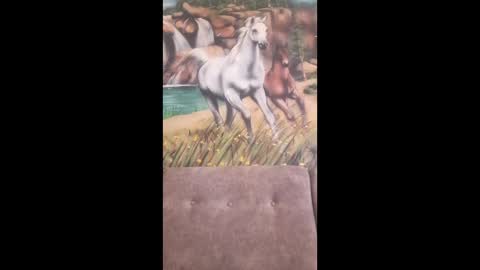 albina online show from 16, 2, 2026