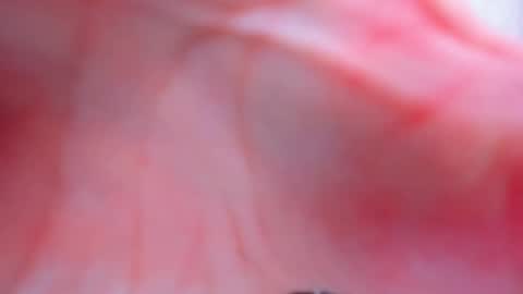 Anthea online show from 2, 2, 2026