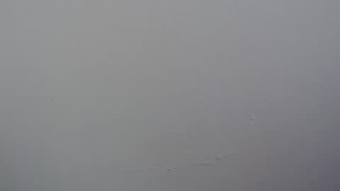 ariannaloovel online show from 11, 4, 2026