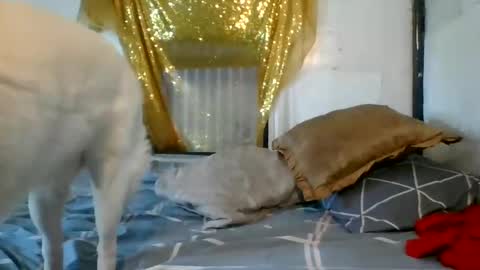 Snapshot of asianladyboy888 chatting on 4, 12, 2024 asianladyboy888 online show from 4, 12, 2024