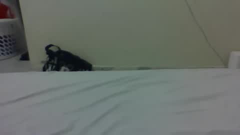 needoh online show from 27, 3, 2026