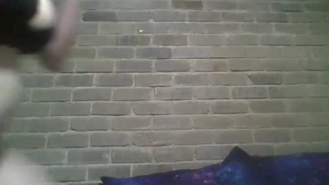 Snapshot of baielekker81578 chatting on 13, 2, 2025 Chaterlain online show from 13, 2, 2025