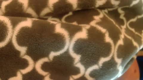 bearplay1111 online show from 27, 2, 2025