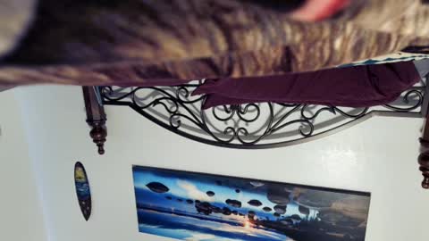 Starlyte online show from 2, 3, 2025