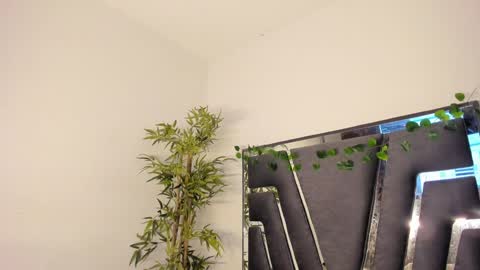 B L A C K  R O S E  online show from 8, 2, 2025