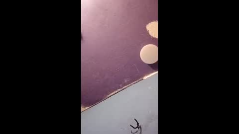 blue17562 online show from 11, 4, 2026