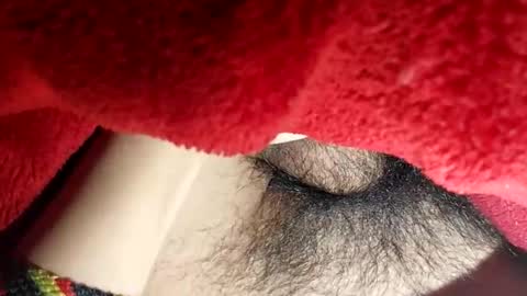 Snapshot of boloski7 chatting on 20, 12, 2025 Boloski7 online show from 20, 12, 2025