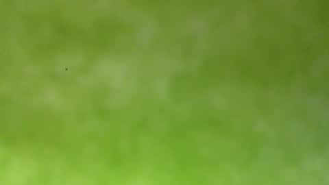 bonershow online show from 18, 1, 2026