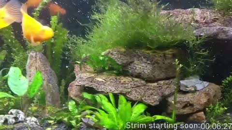 Snapshot of booker_baxton chatting on 3, 12, 2024 Booker Baxton online show from 3, 12, 2024