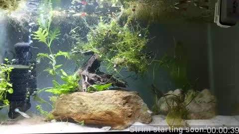 Snapshot of booker_baxton chatting on 7, 12, 2024 Booker Baxton online show from 7, 12, 2024