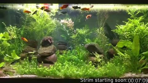 Snapshot of booker_baxton chatting on 8, 12, 2024 Booker Baxton online show from 8, 12, 2024