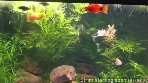 Snapshot of booker_baxton chatting on 10, 12, 2024 Booker Baxton online show from 10, 12, 2024