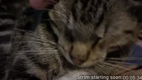 Snapshot of booker_baxton chatting on 11, 12, 2024 Booker Baxton online show from 11, 12, 2024