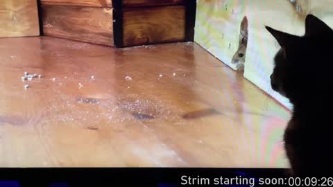 Snapshot of booker_baxton chatting on 14, 12, 2024 Booker Baxton online show from 14, 12, 2024