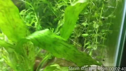 Snapshot of booker_baxton chatting on 18, 12, 2024 Booker Baxton online show from 18, 12, 2024