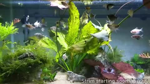 Snapshot of booker_baxton chatting on 20, 12, 2024 Booker Baxton online show from 20, 12, 2024