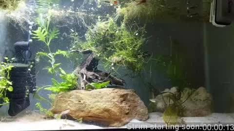 Snapshot of booker_baxton chatting on 24, 12, 2024 Booker Baxton online show from 24, 12, 2024