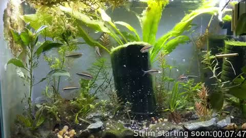 Snapshot of booker_baxton chatting on 25, 12, 2024 Booker Baxton online show from 25, 12, 2024