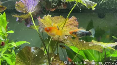 Snapshot of booker_baxton chatting on 2, 1, 2025 Booker Baxton online show from 2, 1, 2025