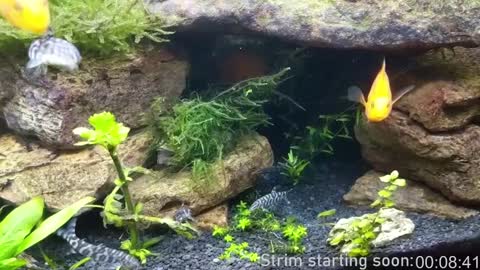 Snapshot of booker_baxton chatting on 4, 1, 2025 Booker Baxton online show from 4, 1, 2025