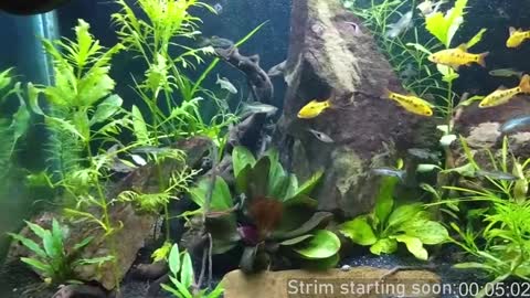 Snapshot of booker_baxton chatting on 5, 1, 2025 Booker Baxton online show from 5, 1, 2025