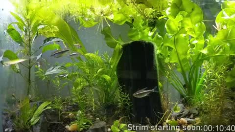 Snapshot of booker_baxton chatting on 7, 1, 2025 Booker Baxton online show from 7, 1, 2025