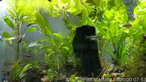 Snapshot of booker_baxton chatting on 8, 1, 2025 Booker Baxton online show from 8, 1, 2025