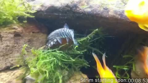 Snapshot of booker_baxton chatting on 10, 1, 2025 Booker Baxton online show from 10, 1, 2025