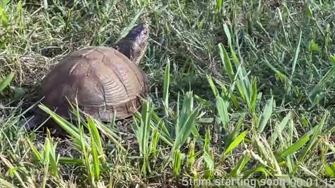 Snapshot of booker_baxton chatting on 11, 1, 2025 Booker Baxton online show from 11, 1, 2025