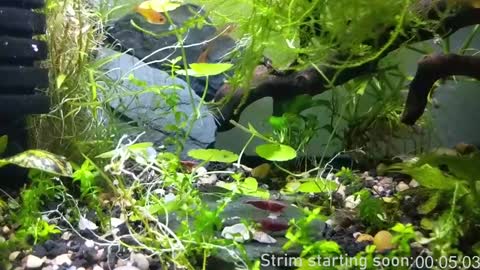 Snapshot of booker_baxton chatting on 17, 1, 2025 Booker Baxton online show from 17, 1, 2025