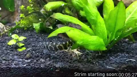 Snapshot of booker_baxton chatting on 18, 1, 2025 Booker Baxton online show from 18, 1, 2025