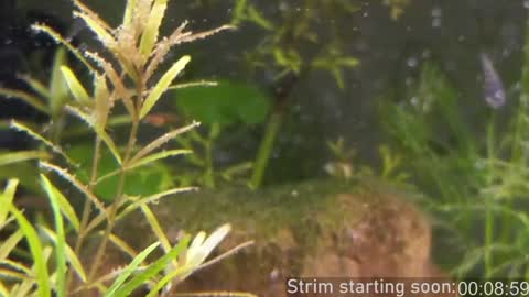 Snapshot of booker_baxton chatting on 19, 1, 2025 Booker Baxton online show from 19, 1, 2025