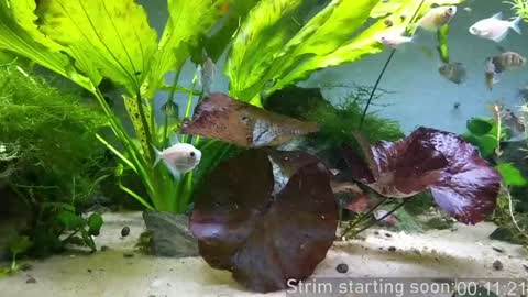 Snapshot of booker_baxton chatting on 23, 1, 2025 Booker Baxton online show from 23, 1, 2025