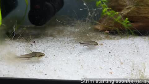 Snapshot of booker_baxton chatting on 24, 1, 2025 Booker Baxton online show from 24, 1, 2025