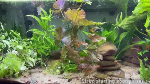 Snapshot of booker_baxton chatting on 6, 2, 2025 Booker Baxton online show from 6, 2, 2025