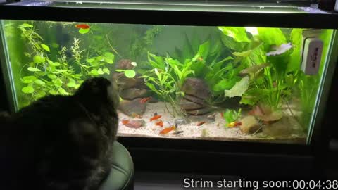 Snapshot of booker_baxton chatting on 9, 2, 2025 Booker Baxton online show from 9, 2, 2025