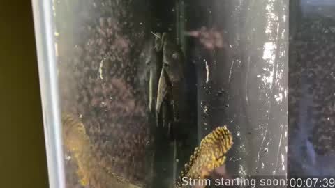 Snapshot of booker_baxton chatting on 12, 2, 2025 Booker Baxton online show from 12, 2, 2025