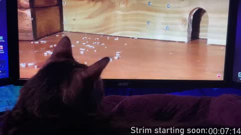 Snapshot of booker_baxton chatting on 13, 2, 2025 Booker Baxton online show from 13, 2, 2025