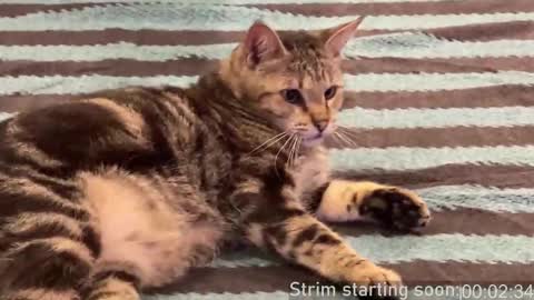 Snapshot of booker_baxton chatting on 22, 2, 2025 Booker Baxton online show from 22, 2, 2025