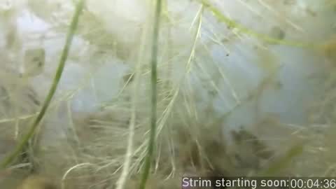 Snapshot of booker_baxton chatting on 25, 2, 2025 Booker Baxton online show from 25, 2, 2025