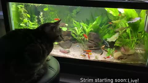 Snapshot of booker_baxton chatting on 27, 2, 2025 Booker Baxton online show from 27, 2, 2025