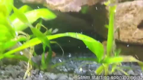 Snapshot of booker_baxton chatting on 1, 3, 2025 Booker Baxton online show from 1, 3, 2025