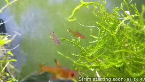 Snapshot of booker_baxton chatting on 2, 3, 2025 Booker Baxton online show from 2, 3, 2025