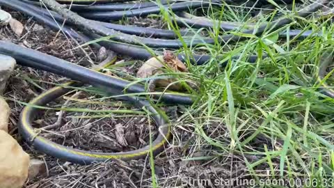 Snapshot of booker_baxton chatting on 5, 3, 2025 Booker Baxton online show from 5, 3, 2025