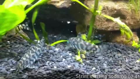 Snapshot of booker_baxton chatting on 6, 3, 2025 Booker Baxton online show from 6, 3, 2025