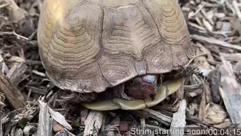 Snapshot of booker_baxton chatting on 9, 3, 2025 Booker Baxton online show from 9, 3, 2025