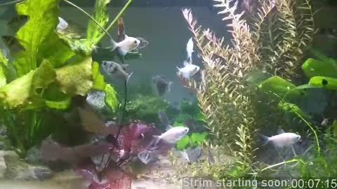 Snapshot of booker_baxton chatting on 11, 3, 2025 Booker Baxton online show from 11, 3, 2025